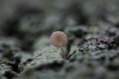 Mycena corticola