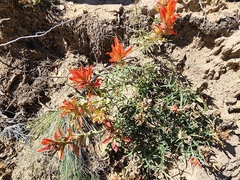 Castilleja integra