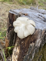 Pleurotus pulmonarius