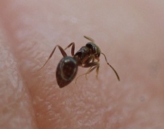 Brachymyrmex