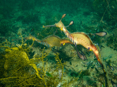 Phyllopteryx taeniolatus