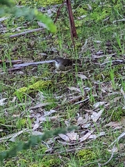 Sericornis frontalis