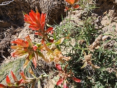 Castilleja integra