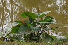 Echinodorus grandiflorus