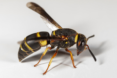 Euodynerus hidalgo boreoorientalis