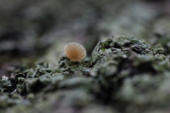 Mycena corticola