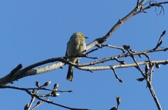 Ptilotula penicillata