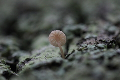 Mycena corticola