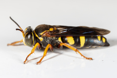 Bicyrtes insidiatrix