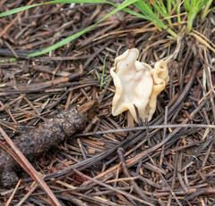 Helvella crispa