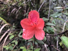 Rhododendron oldhamii