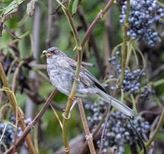 Junco phaeonotus