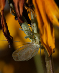Oecanthus quadripunctatus
