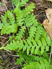 Pteridium aquilinum latiusculum