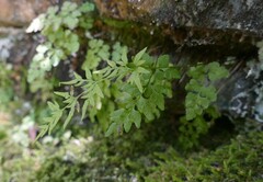 Cryptogramma stelleri