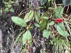 Rhododendron oldhamii