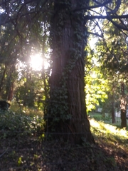 Calocedrus decurrens