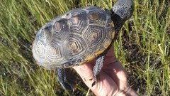 Malaclemys terrapin macrospilota