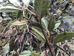 Rhododendron oldhamii