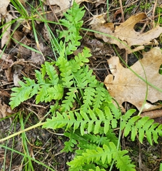 Pteridium aquilinum latiusculum