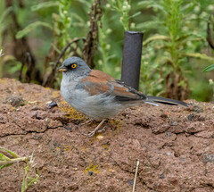 Junco phaeonotus