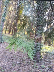 Calocedrus decurrens