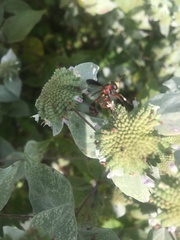Physocephala sagittaria