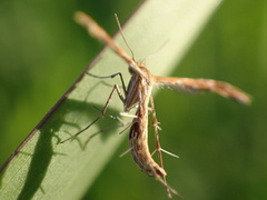 Pterophoridae