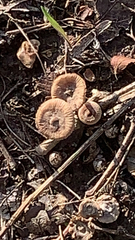 Cyathus striatus