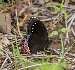 Gyrocheilus patrobas