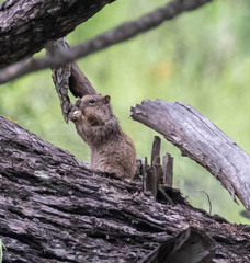 Otospermophilus variegatus