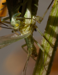 Oecanthus quadripunctatus