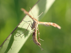 Pterophoridae