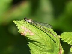 Argia translata