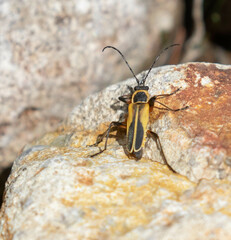 Chauliognathus opacus