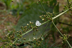 Echinodorus grandiflorus