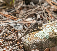 Sceloporus virgatus