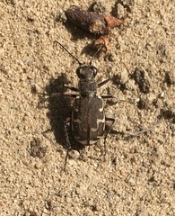 Cicindela repanda