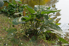 Echinodorus grandiflorus