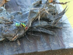 Chrysomya megacephala