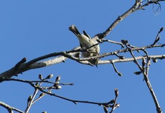 Ptilotula penicillata