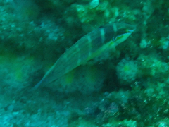 Coris caudimacula
