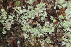 Mycena corticola