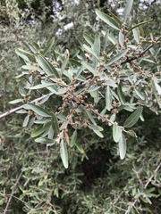 Shepherdia argentea