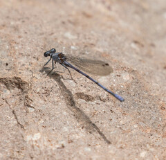 Argia tonto