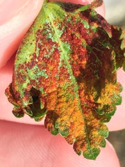 Synchytrium australe