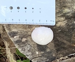 Reticularia lycoperdon