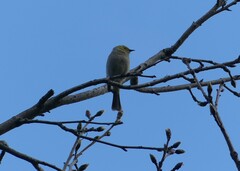 Ptilotula penicillata