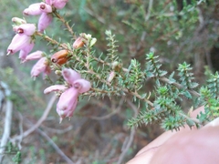 Erica ciliaris