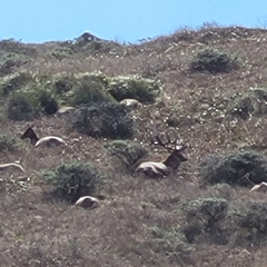 Cervus canadensis nannodes